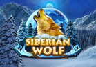 Siberian Wolf