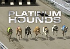 Hounds