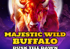 Majestic Wild Buffalo - Dusk Till Dawn